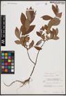 Foto von Salix caprea L.